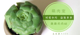 多肉狂欢节绿色简约淘宝banner