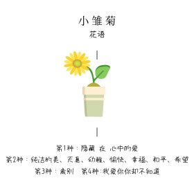 小雏菊花语简介白色方形配图