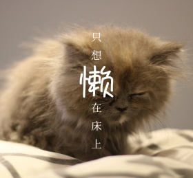 只想懒在床上猫咪朋友圈封面