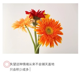 心情语录文艺短句粉色玫瑰公众号配图