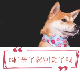 来了就别走了狗狗宠物简约朋友圈封面