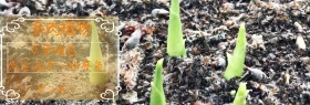店铺多肉植物折扣促销banner