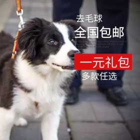 去毛球 主图 宠物 宠物主图 一元礼包