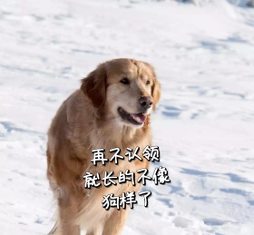 可爱萌宠狗狗搞笑朋友圈封面配图