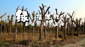 花卉植物教学欣赏