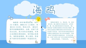 卡通创意扁平海鸥手抄报海报