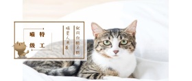 喵级 特工 喵星人来袭  就问你酷不酷 可爱卡通猫之日公众号封面