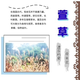 萱草简介简约白色方形配图