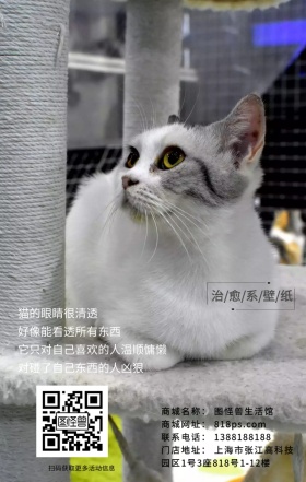 猫咪萌宠慵懒简约治愈系海报