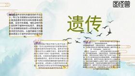 手抄报遗传黄色简约杂交遗传