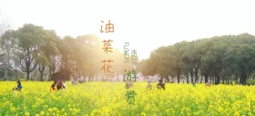 春季油菜花观赏公众号特殊首图