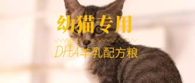 幼猫专用猫粮小猫清新公众号封面