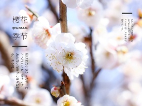 日系文艺小清新樱花女神春季公众号配图