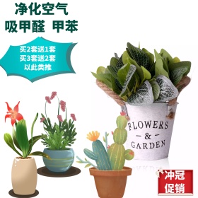 绿色盆栽植物主图