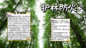 手抄报护林防火红色简约