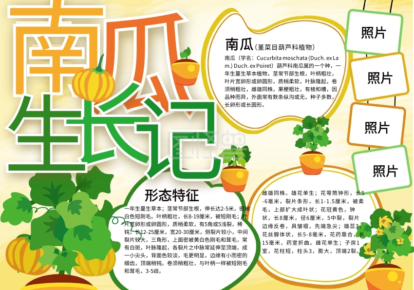 观察南瓜生长过程psd手抄报
