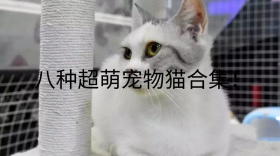 八种超萌宠物猫合集公众号封面