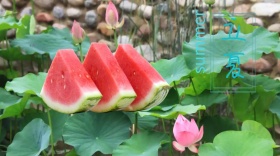 立夏开心阳光公众号封面