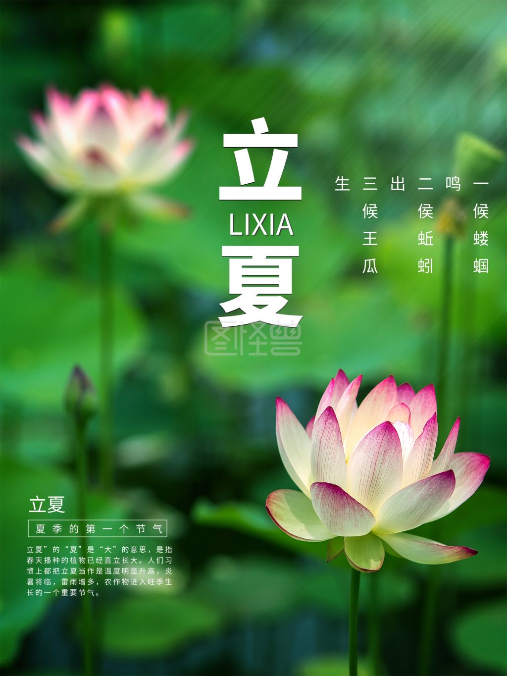 简约立夏宣传海报绿色小清新荷花背景素材图