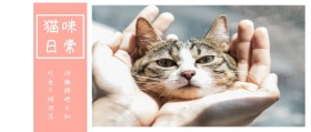 猫咪 日常 吃鱼干瞎逛荡 伸懒腰晒太阳 可爱卡通猫之日公众号封面