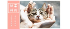 惊喜 特价 幼猫专供猫粮 最低五折起售 可爱卡通猫之日公众号封面