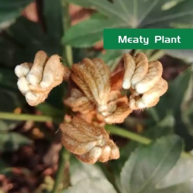 绿色多肉植物手机微博封面模板