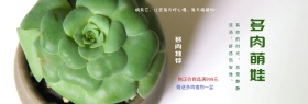 手绘多肉边框背景手绘女孩多肉萌娃海报banner电商淘宝