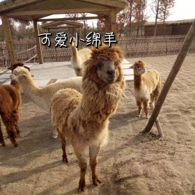 绵羊表情包1