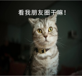 看我朋友圈！猫咪 