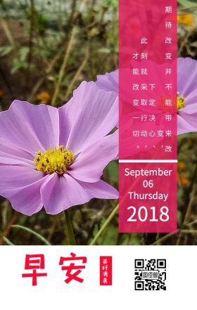 你好早安玫瑰花瓣简约摄影粉红