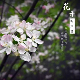 花开的声音古风桃花公众号配图