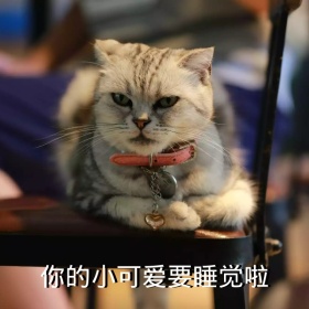 你的小可爱要睡觉啦猫咪萌宠搞笑表情