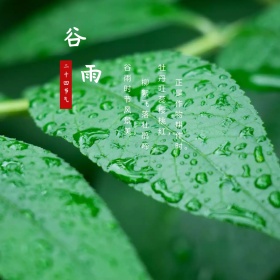 米色卡通谷雨节气公众号正方形配图