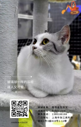 猫咪萌宠可爱治愈系动物慵懒眼睛海报