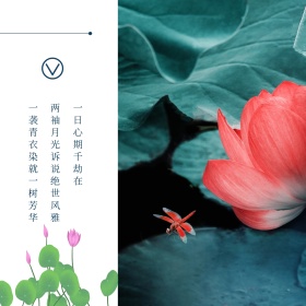 文艺古风摄影质感中国风荷花公众号配图