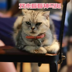 搞笑的猫