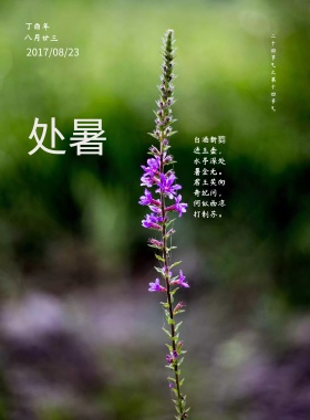 唯美大气处暑节气海报