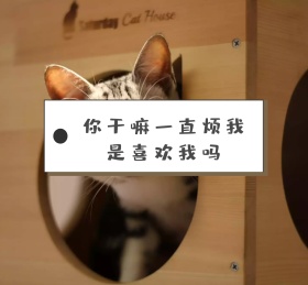 可爱猫咪圆圈情感淡黄色朋友圈封面