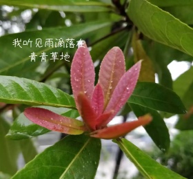 唯美伤感听雨朋友圈的封面