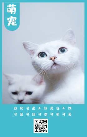 萌宠 我们喵星人就是这么拽 可盐可甜可潮可萌可爱 卡通宠物猫之日可爱手机海报