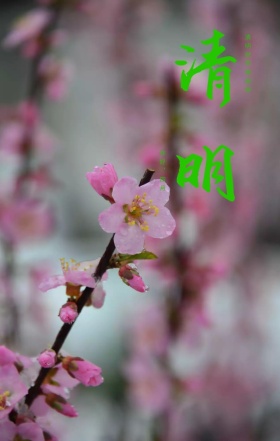 清明节书法字体小清新大气印章海报H5模板