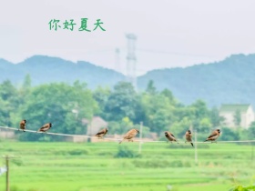 你好夏天荷花绿色插画手绘公众号封面