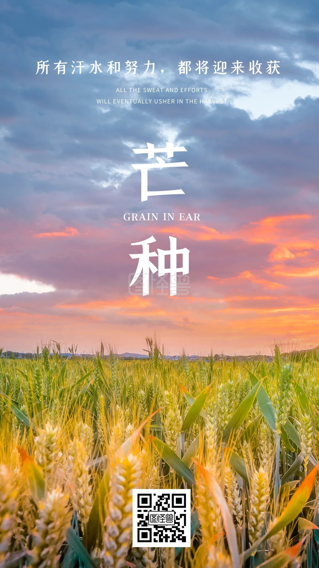 节气芒种麦田摄影图海报