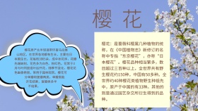 樱花 小报花朵简约	