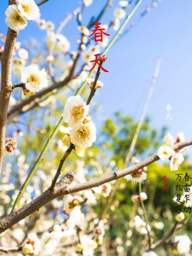 春天万物苏醒嫩芽海报