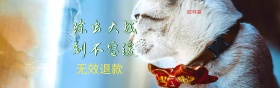 淘宝首页宠物用品海报设计