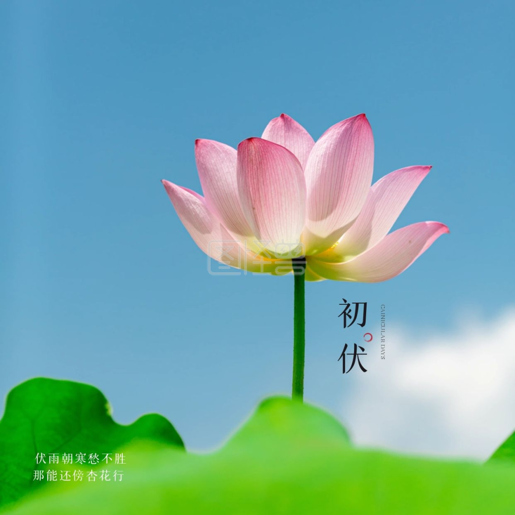 清新荷花初伏问候