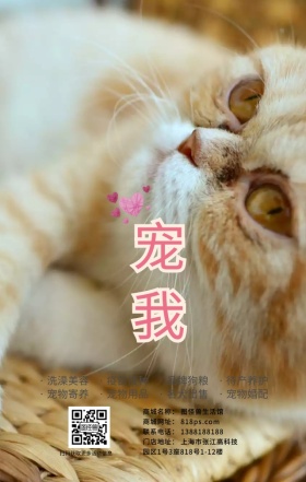 萌宠宠物动物猫咪手绘卡通粉色海报