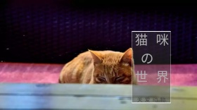 灰色安静保护动物红包朋友圈封面
