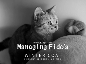 金色小猫可爱复古通用公众号配图